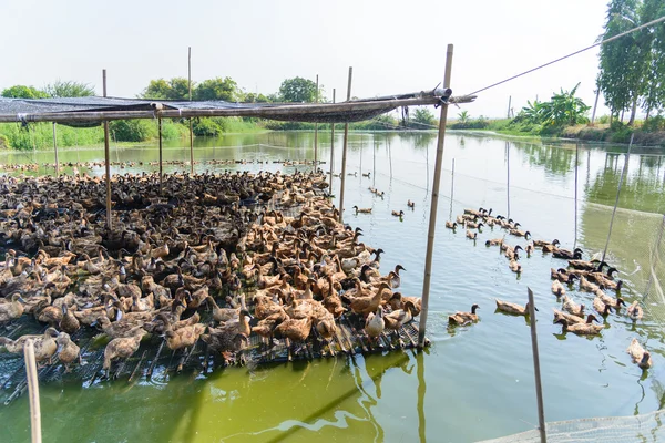 Pato en la granja, comer y nadar en el pantano —  Fotos de Stock