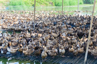 ördek grupta, yemek ve bataklık içinde Yüzme