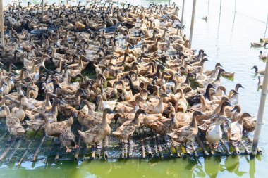 ördek grupta, yemek ve bataklık içinde Yüzme