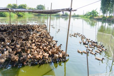 ördek grupta, yemek ve bataklık içinde Yüzme
