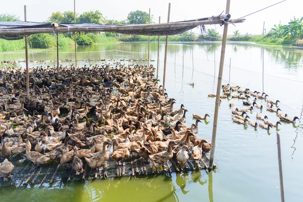 Pato en la granja, comer y nadar en el pantano —  Fotos de Stock