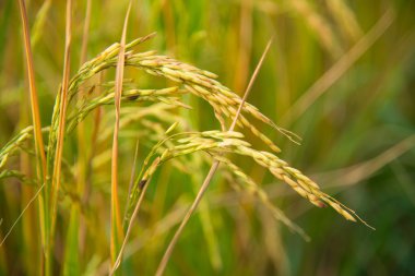 Tayland 'daki pirinç tarlası