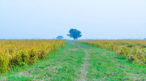 Caminho do campo de arroz no fundo do campo verde com nevoeiro — Fotografia de Stock