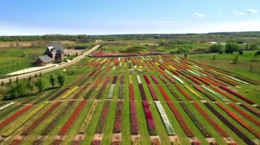 Lale tarlasının havadan görünüşü, çiçek açan lale tarlasının havadan görünüşü, renkli lalelerin olduğu park, tarlada renkli sıra sıra çiçeklenen laleler.