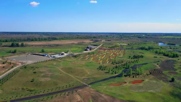 Aerial View Tulip Field Aerial View Blooming Tulip Field Park — Stock Video