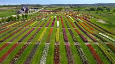 Lale tarlasının havadan görünüşü, çiçek açan lale tarlasının havadan görünüşü, renkli lalelerin olduğu park, tarlada renkli sıra sıra çiçeklenen laleler.