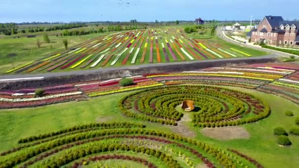 从空中俯瞰郁金香地 从空中俯瞰盛开的郁金香地 从空中俯瞰着五彩缤纷的郁金香地 从空中俯瞰着公园里五彩缤纷的郁金香地 从空中俯瞰着五彩缤纷的郁金香地 — 图库视频影像