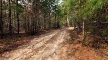 Çekoslovakya kurt köpeği orman yolunda koşar, köpek tozlu patikada koşar kuru yapraklar