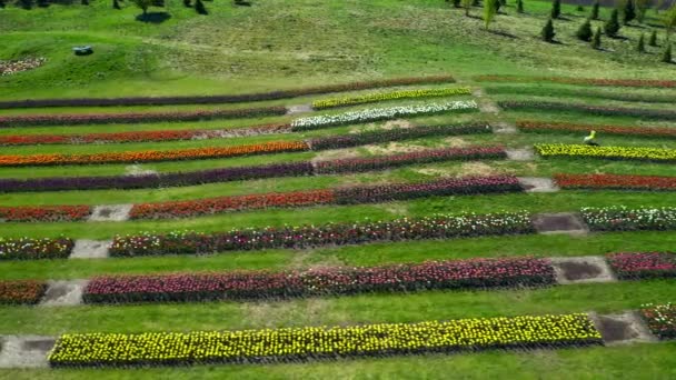 チューリップ畑の空中ビュー 開花チューリップ畑の空中ビュー カラフルなチューリップのフィールドを持つ公園 フィールド上の豊かな開花チューリップのカラフルな行 — ストック動画