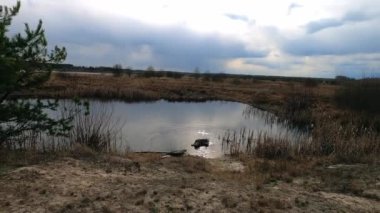 Çekoslovakya kurt köpeği orman yolunda koşar, köpek tozlu patikada koşar kuru yapraklar