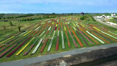Lale tarlasının havadan görünüşü, çiçek açan lale tarlasının havadan görünüşü, renkli lalelerin olduğu park, tarlada renkli sıra sıra çiçeklenen laleler.