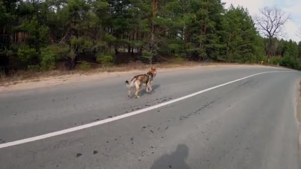 Czechosłowacki Wilczyca Biegnie Wzdłuż Leśnej Drogi Pies Biegnie Przez Las — Wideo stockowe