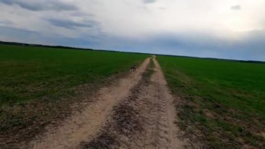 Çekoslovakya kurt köpeği orman yolunda koşar, köpek tozlu patikada koşar kuru yapraklar