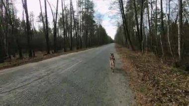Çekoslovakya kurt köpeği orman yolunda koşar, köpek tozlu patikada koşar kuru yapraklar