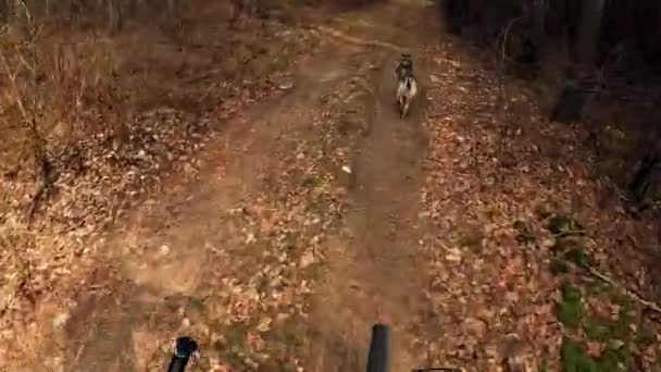 Czechoslovakian Wolfdog Runs Forest Road Dog Running Forest Dusty Pathway — Stock Video