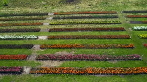 Luftaufnahme Des Tulpenfeldes Luftaufnahme Eines Blühenden Tulpenfeldes Park Mit Feldern — Stockvideo