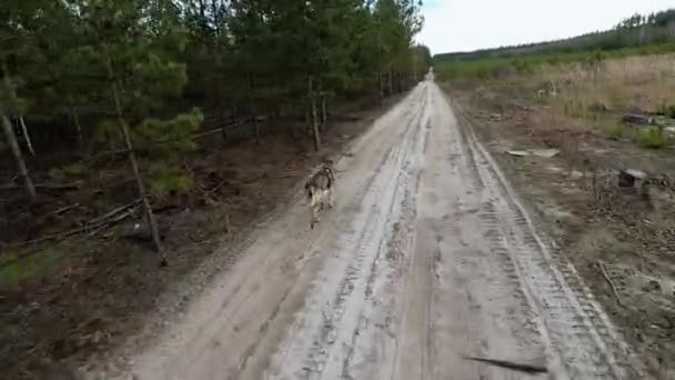 Tschechoslowakischer Wolfshund Läuft Auf Waldweg Hund Läuft Durch Wald Auf — Stockvideo