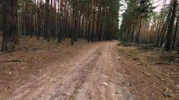 Tjeckoslovakiska Varghunden Springer Längs Skogsväg Hunden Springer Genom Skogen Dammiga — Stockvideo