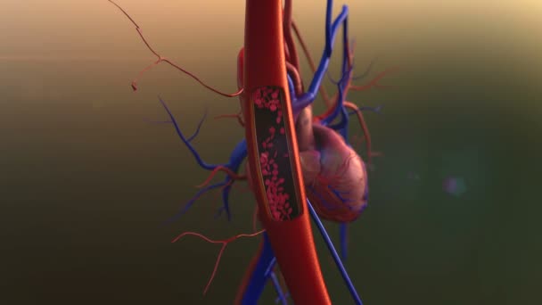 Vasos sanguíneos, corazón — Vídeo de stock