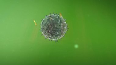 Lenfosit, antikorlar