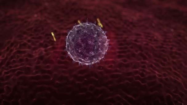 Лимфоциты, антитела — стоковое видео