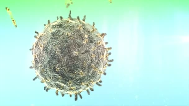 Anticorps macrophages — Video