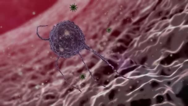 Phagocyte and virus — Stock Video