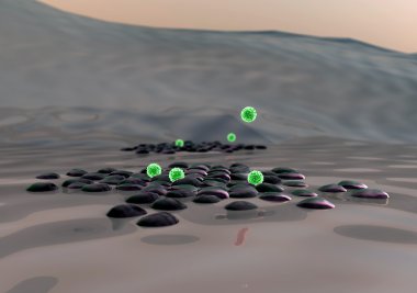 Beta hücreleri, makrofaj