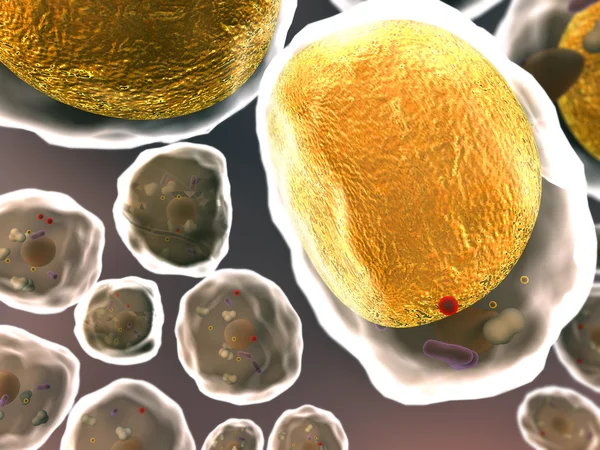 지방 세포, 세포 — 스톡 사진