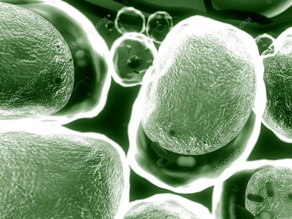 Fat cell, cholesterol