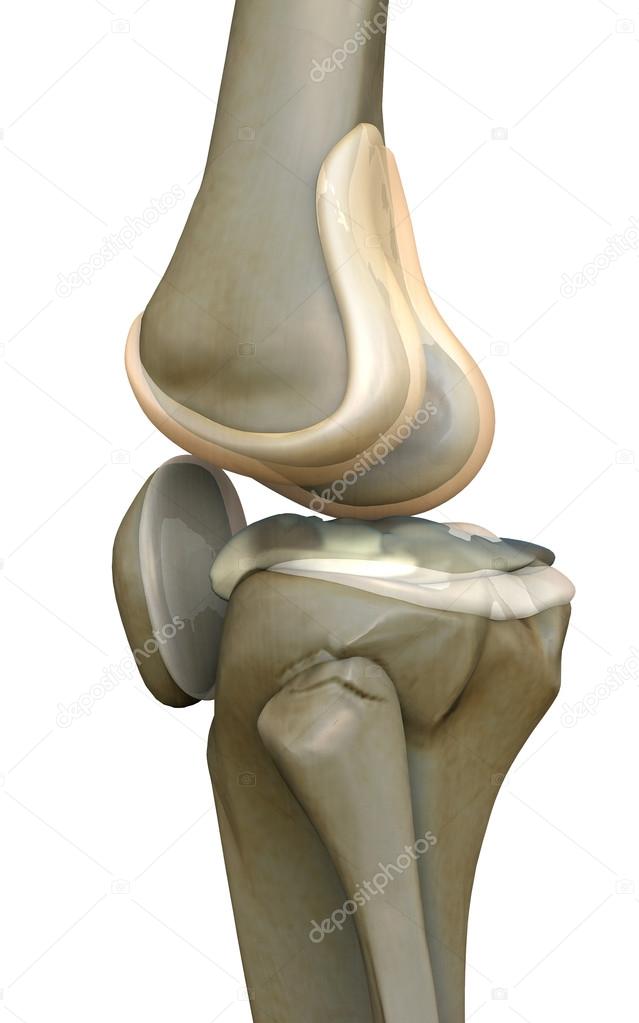 Knee, human bone