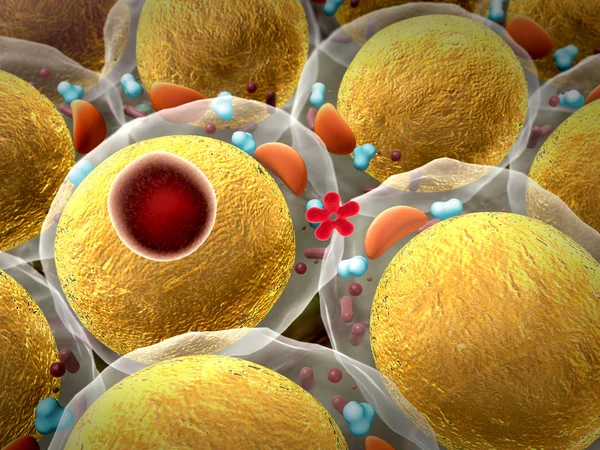 Cholestérol, structure cellulaire — Photo