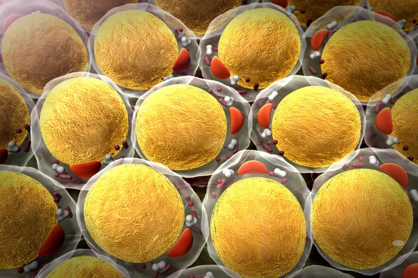 Fat cells — Stock Photo, Image