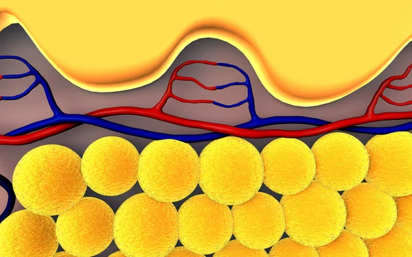 Подкожный жир — стоковое фото