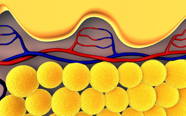 Подкожный жир
