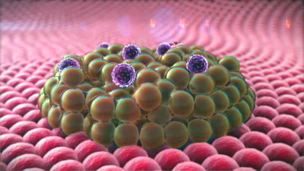 Hücre bölünmesi, makrofaj — Stok video