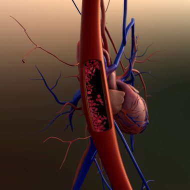 Artery, heart clipart