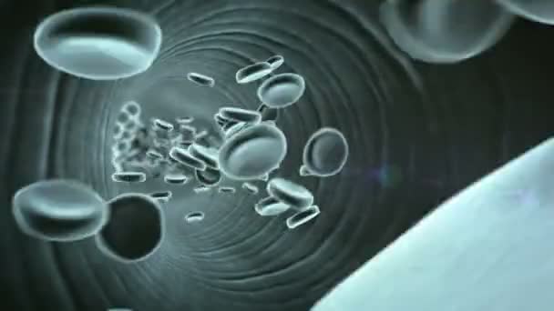 Eritrocitos, células grasas — Vídeos de Stock