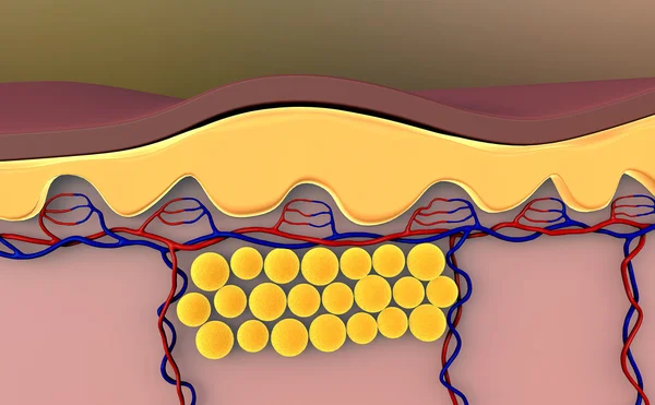Yağ hücreleri — Stok fotoğraf