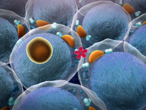 Komórki tłuszczowe — Zdjęcie stockowe