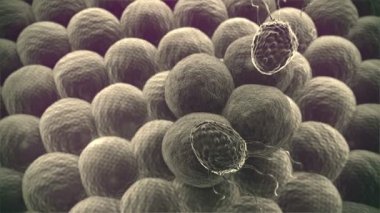 Makrofaj ve kanser hücreleri