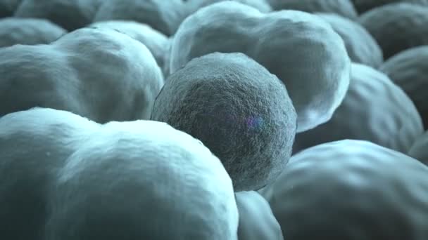 Κύτταρα, κυτταρική διαίρεση — Αρχείο Βίντεο