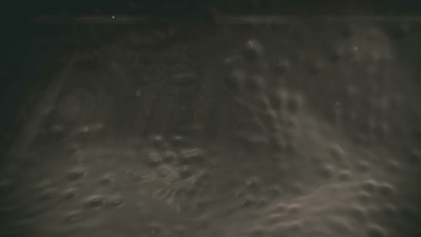 Pathogène, phagocyte 