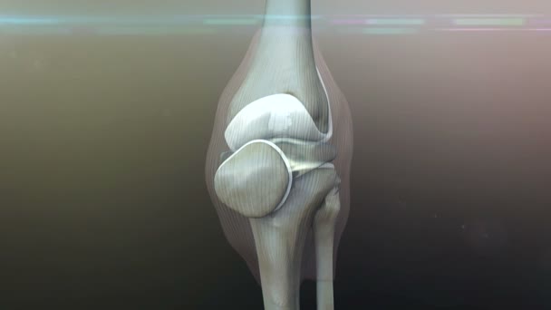 Человеческое колено — стоковое видео