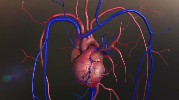 Menschliches Herzmodell — Stockvideo