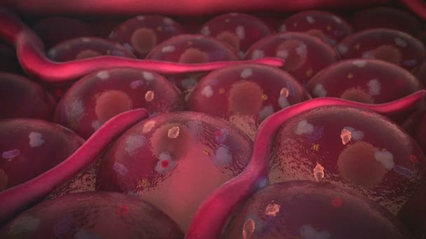 细胞毛细管 — 图库视频影像