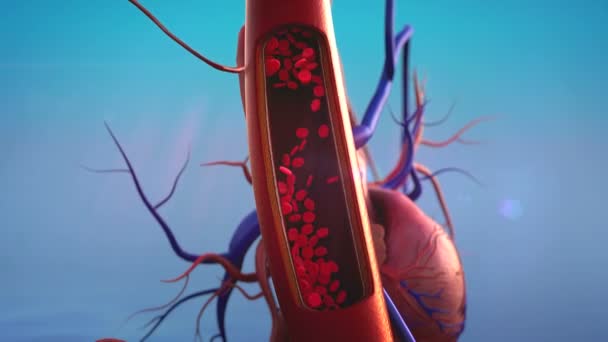 Blood vessels, erythrocyte — Stock Video