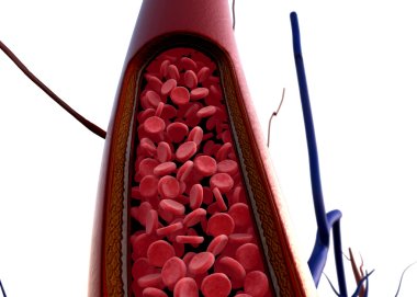 Artery clipart