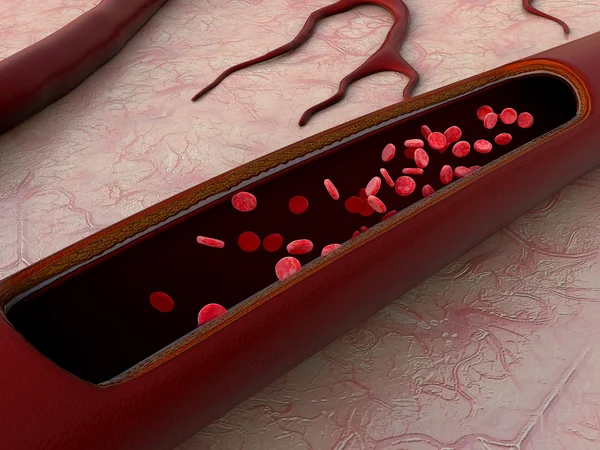 Vasos sanguíneos — Fotografia de Stock