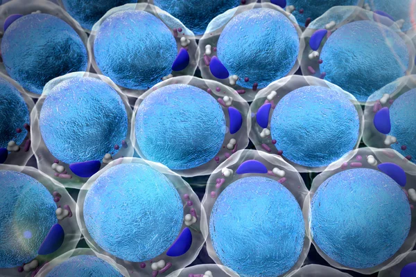 Alan yağ hücrelerinin